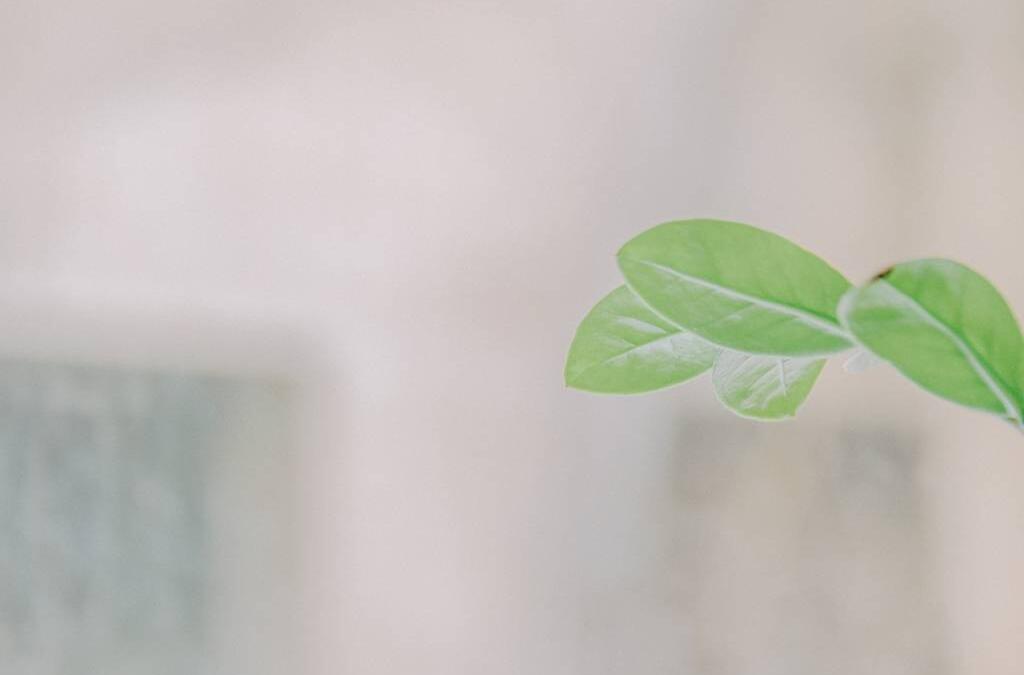Commercial Air Freshener Solutions for Facility-Wide Freshness