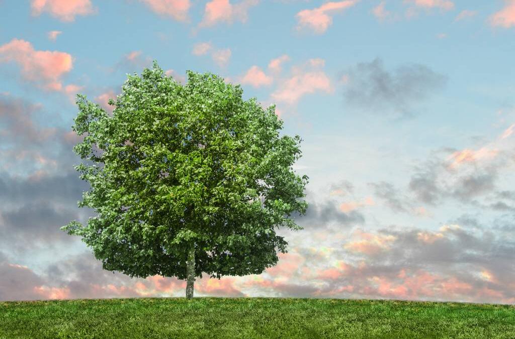 Eco Friendly Carpet Cleaning Products for Modern Facilities