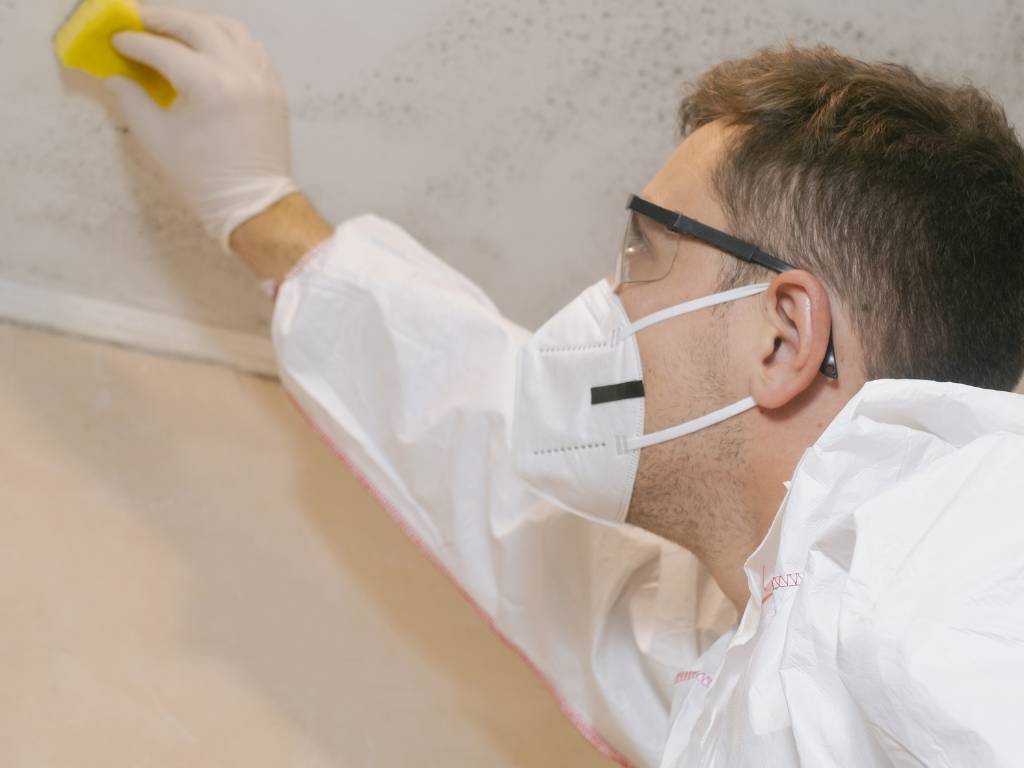 Industrial Mold Remover Programs for Facility Environments