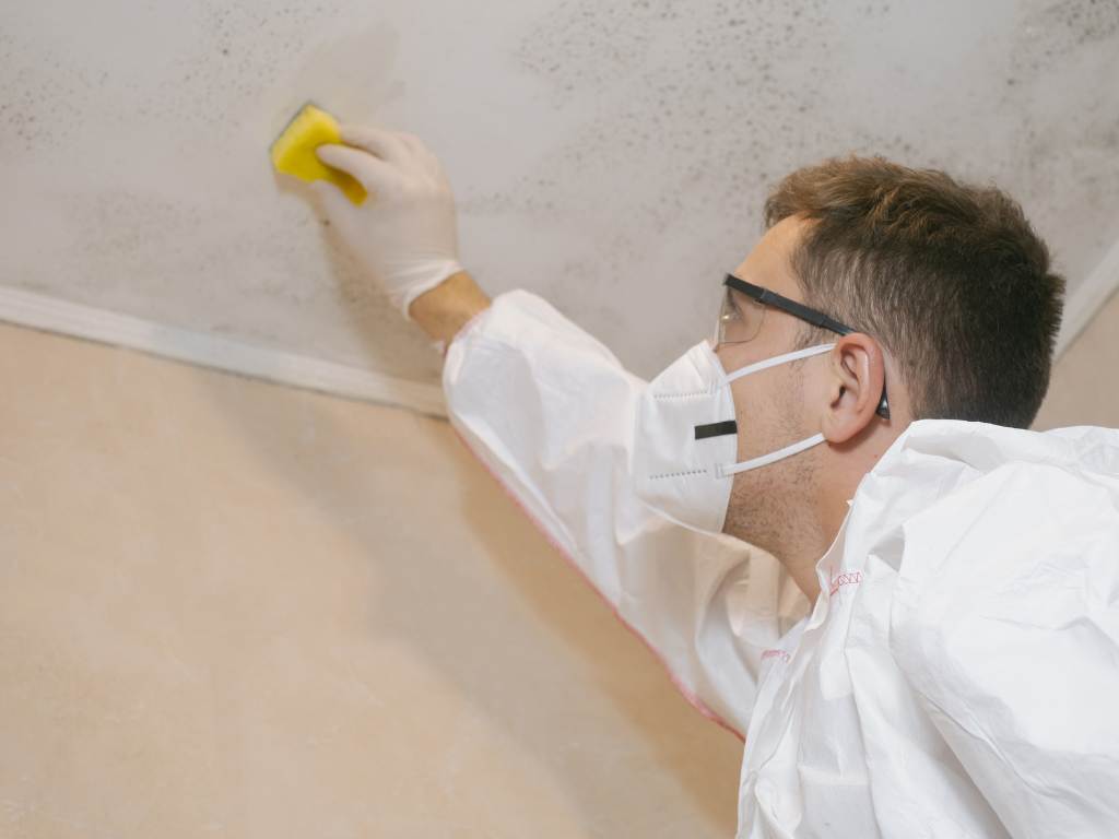 Mold Cleaners in Commercial Facility Maintenance Planning